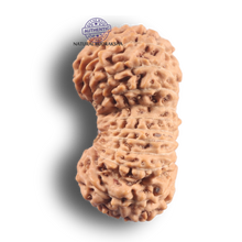 Load image into Gallery viewer, 21 Mukhi Indonesian Rudraksha - Bead No. 174
