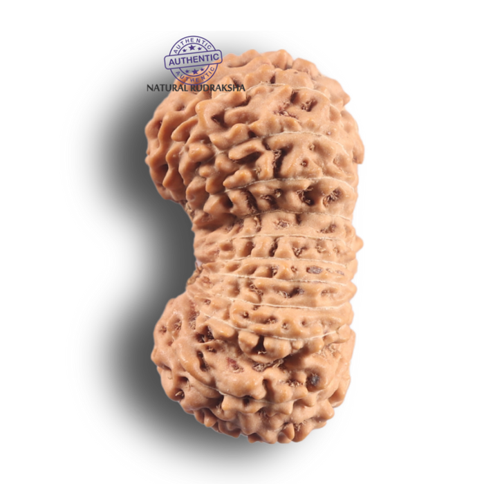 21 Mukhi Indonesian Rudraksha - Bead No. 174