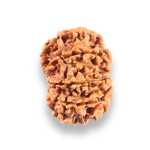 Load image into Gallery viewer, 9 Mukhi Nepalese Rudraksha - Bead No. 436
