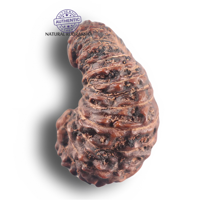 25 Mukhi Rudraksha from Indonesia Bead No. C