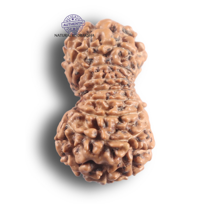 16 Mukhi Rudraksha from Indonesia - Bead No. 345