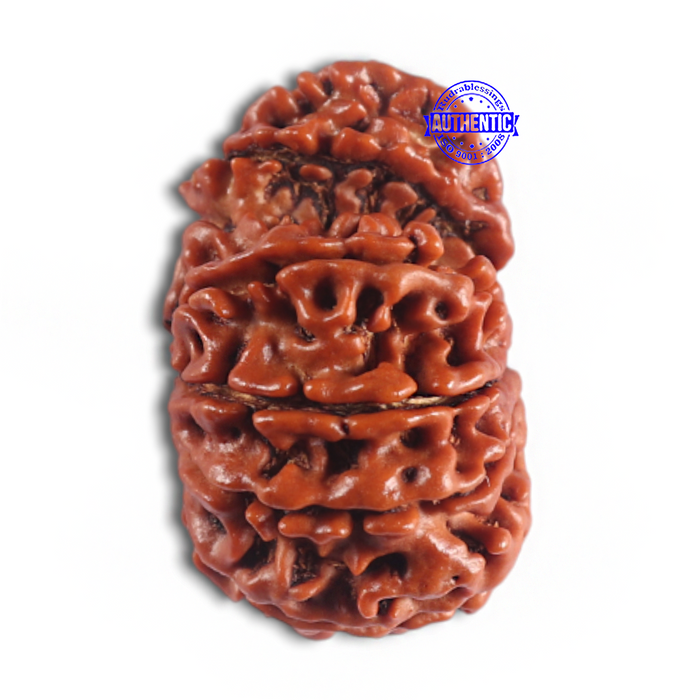14 Mukhi Nepalese Garbhgauri Rudraaksha - Bead No. 169