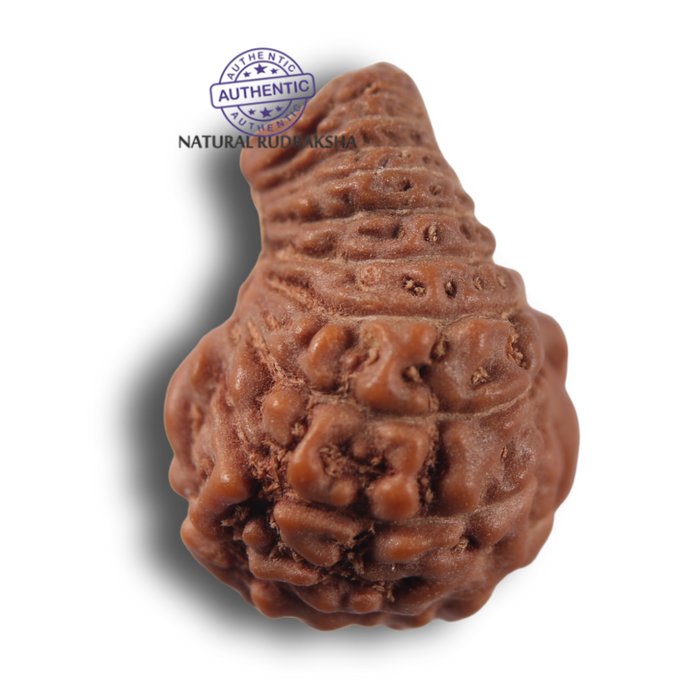 21 Mukhi Indonesian Rudraksha - Bead No. 171