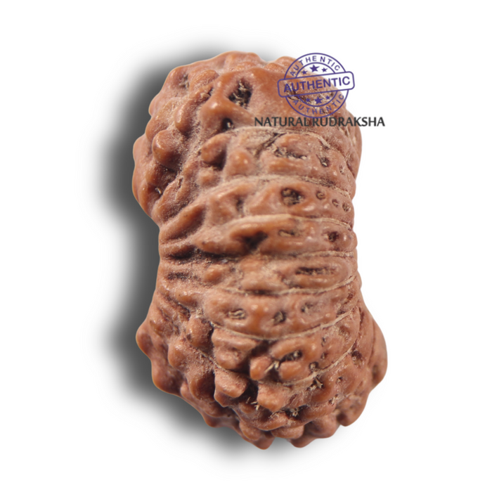 17 Mukhi Rudraksha from Indonesia - Bead No. 286