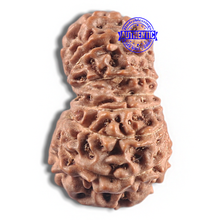 Load image into Gallery viewer, 16 Mukhi Rudraksha from Indonesia - Bead No. 338
