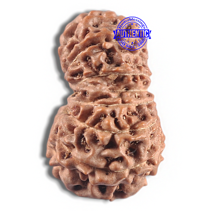16 Mukhi Rudraksha from Indonesia - Bead No. 338