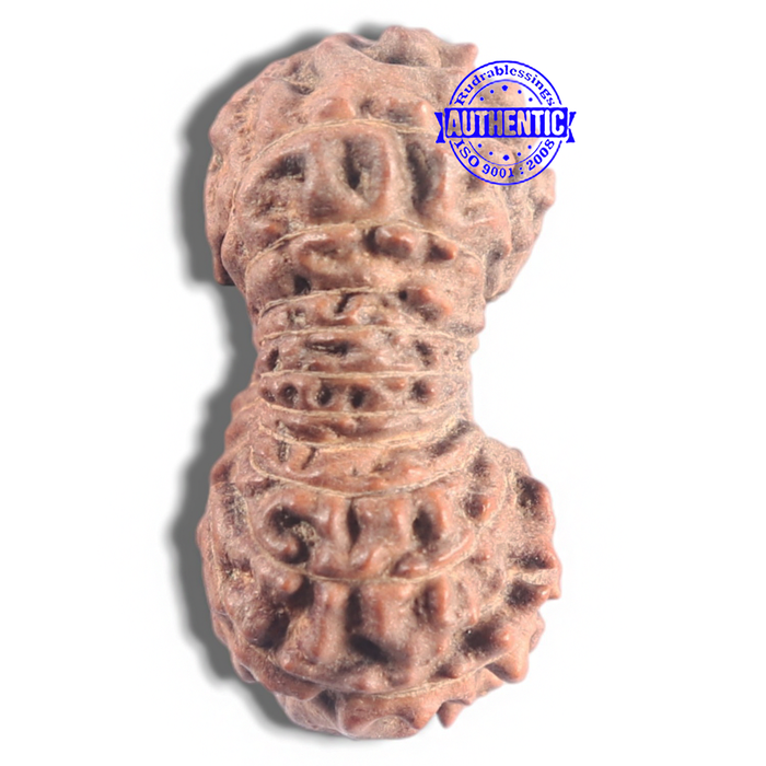20 Mukhi Indonesian Rudraksha - Bead 23