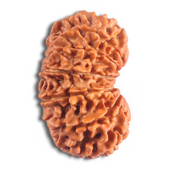 14 Mukhi Nepalese Rudraksha - Bead No. 312