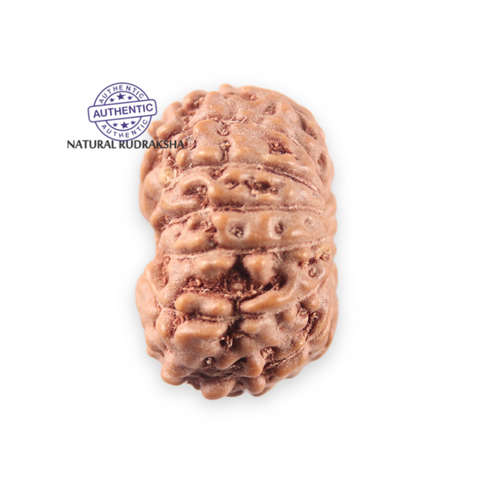 14 mukhi Indonesian Rudraksha -  Bead No. 398