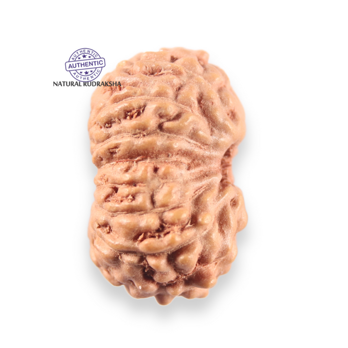 14 mukhi Indonesian Rudraksha -  Bead No.402