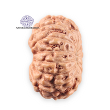 Load image into Gallery viewer, 14 mukhi Indonesian Rudraksha -  Bead No. 399
