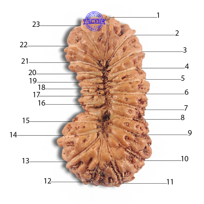 23 Mukhi Rudraksha from Indonesia