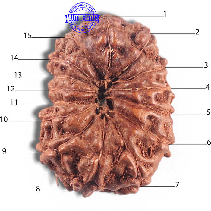 15 Mukhi Indonesian Rudraksha - Bead No. 106