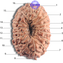 Load image into Gallery viewer, 16 Mukhi Rudraksha from Indonesia - Bead No. 315
