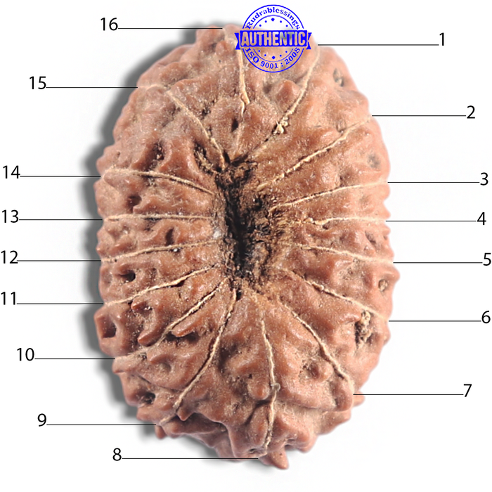 16 Mukhi Rudraksha from Indonesia - Bead No. 315