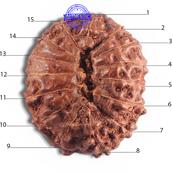 15 Mukhi Indonesian Rudraksha - Bead No. 105