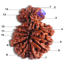 Load image into Gallery viewer, 14 Mukhi Nepalese Garbhgauri Rudraaksha - Bead No. 169
