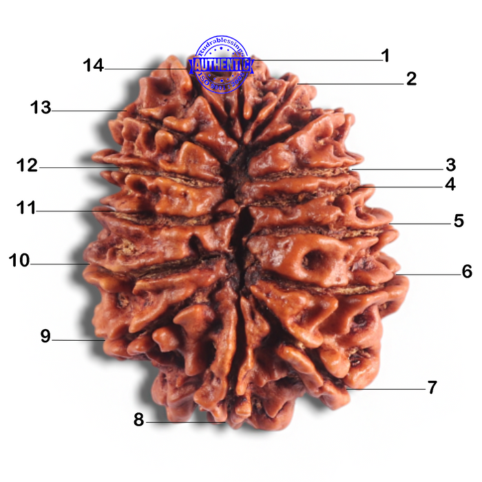 14 Mukhi Nepalese Rudraksha - Bead No. 313