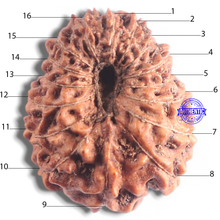 Load image into Gallery viewer, 16 Mukhi Rudraksha from Indonesia - Bead No. 2
