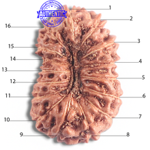 Load image into Gallery viewer, 16 Mukhi Rudraksha from Indonesia - Bead No. 185
