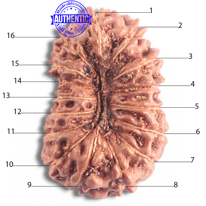 16 Mukhi Rudraksha from Indonesia - Bead No. 185