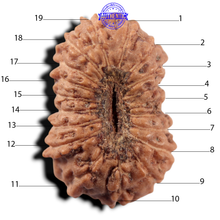 Load image into Gallery viewer, 19 Mukhi Indonesian Rudraksha - Bead 182
