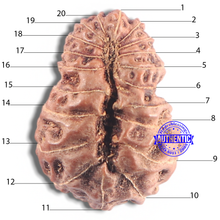 Load image into Gallery viewer, 20 Mukhi Indonesian Rudraksha - Bead 16
