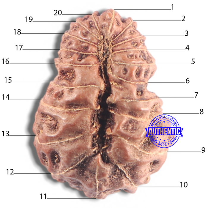 20 Mukhi Indonesian Rudraksha - Bead 16