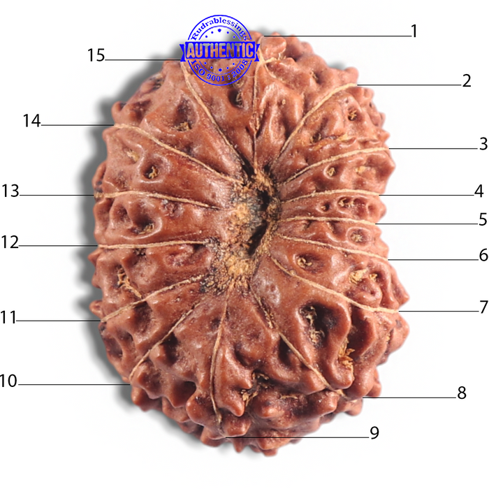 15 Mukhi Indonesian Rudraksha - Bead No. 80