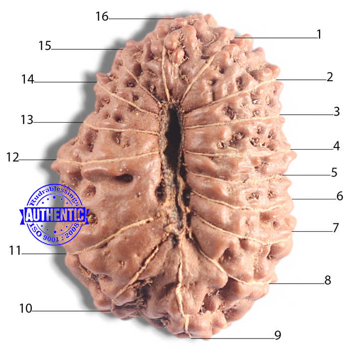 16 Mukhi Rudraksha from Indonesia - Bead No. 123