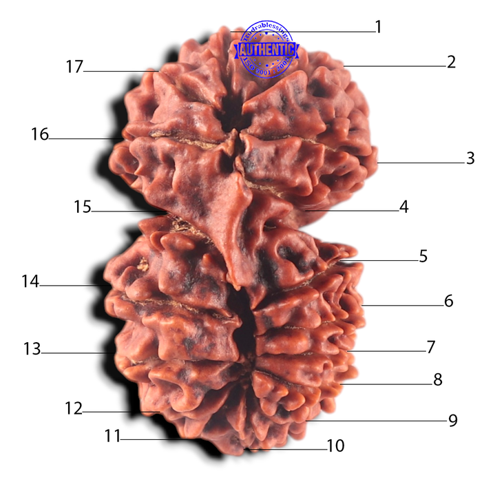 17 Mukhi Nepalese Rudraksha - Bead No. 68