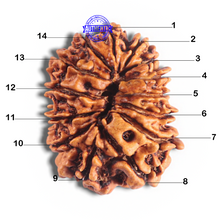 Load image into Gallery viewer, 14 Mukhi Nepalese Rudraksha - Bead No. 338
