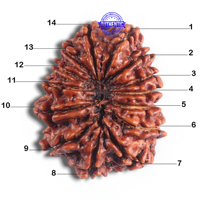 14 Mukhi Nepalese Rudraksha - Bead No. 341