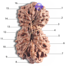 Load image into Gallery viewer, 16 Mukhi Gaurishankar Rudraksha from Indonesia - Bead No. 234
