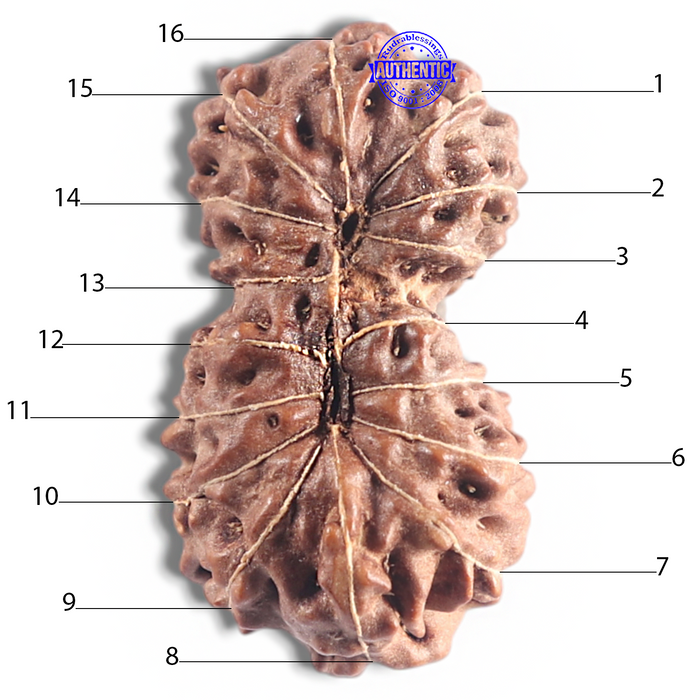 16 Mukhi Gaurishankar Rudraksha from Indonesia - Bead No. 234