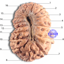 Load image into Gallery viewer, 16 Mukhi Rudraksha from Indonesia - Bead No. 311
