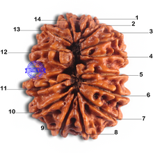 Load image into Gallery viewer, 14 Mukhi Nepalese Rudraksha - Bead No. 278
