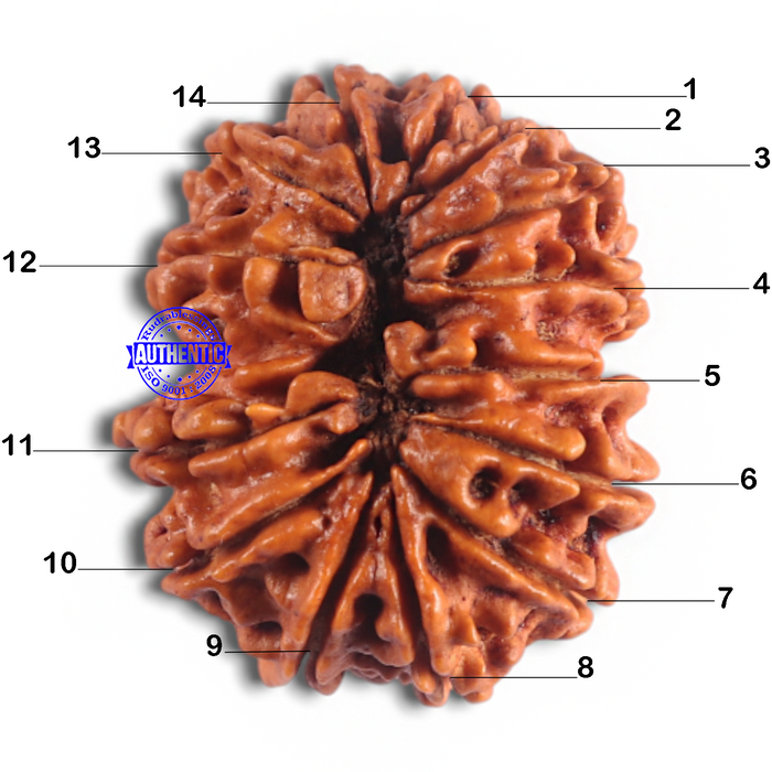 14 Mukhi Nepalese Rudraksha - Bead No. 278