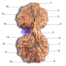 Load image into Gallery viewer, 16 Mukhi Gaurishankar Rudraksha from Indonesia - Bead No. 183
