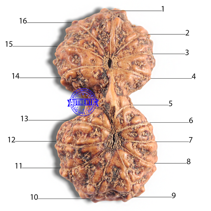 16 Mukhi Gaurishankar Rudraksha from Indonesia - Bead No. 183