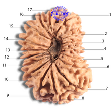 Load image into Gallery viewer, 17 Mukhi Nepalese Rudraksha - Bead No. 73
