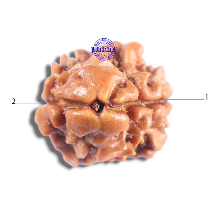 2 Mukhi Rudraksha from Nepal - Bead No. 205