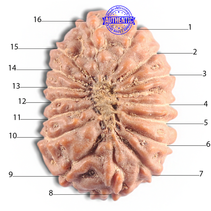 16 Mukhi Rudraksha from Indonesia - Bead No. 319