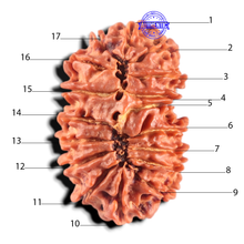 Load image into Gallery viewer, 17 Mukhi Nepalese Rudraksha - Bead No. 70
