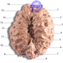 Load image into Gallery viewer, 16 Mukhi Rudraksha from Indonesia - Bead No. 121

