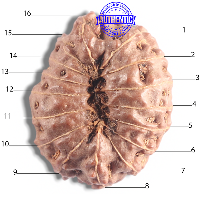 16 Mukhi Rudraksha from Indonesia - Bead No. 121