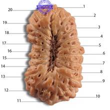 Load image into Gallery viewer, 20 Mukhi Indonesian Rudraksha - Bead 108
