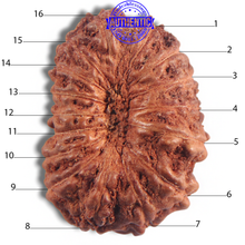 Load image into Gallery viewer, 16 Mukhi Rudraksha from Indonesia - Bead No 228
