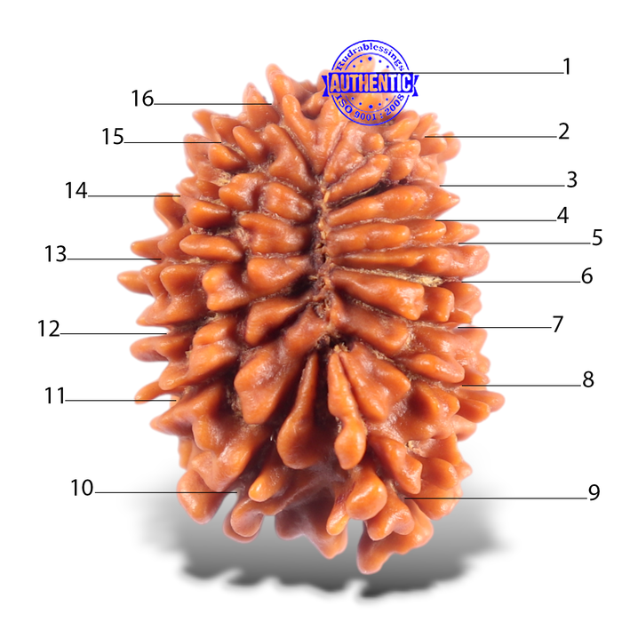 16 Mukhi Rudraksha from Nepal - Bead No. 126