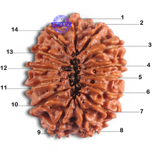 Load image into Gallery viewer, 14 Mukhi Nepalese Rudraksha - Bead No. 291
